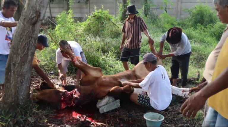 DPC Gerindra Karawang Terima Sapi Kurban dari Bupati Aep, Adenano: Terima Kasih atas Kepedulian dan Perhatian untuk Masyarakat   