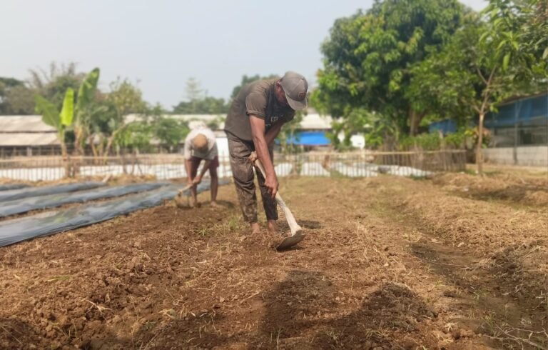 Ketahanan Pangan Berdampak Ekonomi, 41 Warga Karawang Dilibatkan di Kompi Produksi